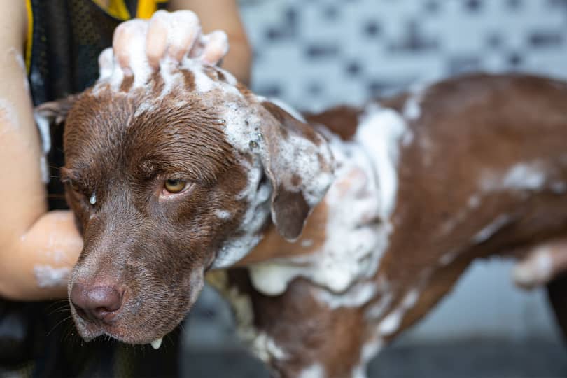 Dogspa 03